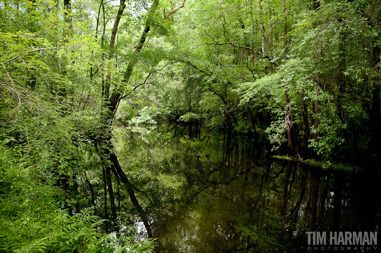 Battle of Moore's Creek Bridge